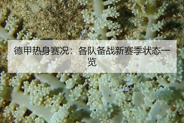 德甲热身赛况：各队备战新赛季状态一览